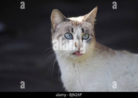 Cross-eyed, blue-eyed siamese cat, sticking its tongue out Stock Photo