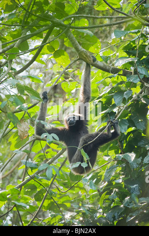 Western Hoolock Gibbon (Hoolock hoolock) Wild, Young female, Gibbon Wildlife Sanctuary, Assam, India, ENDANGERED Stock Photo