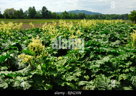 Field of flowering Rhubarb, Rheum rhabarbarum Stock Photo