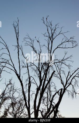 Red Gums on the Murray River in Australia, killed by the ongoing drought. Stock Photo