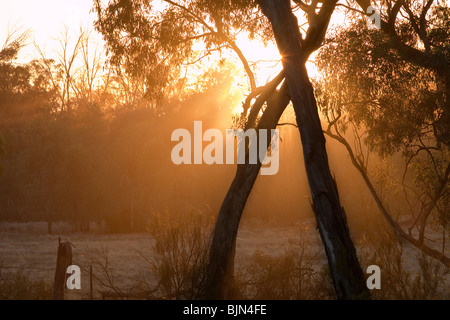 Red Gums on the Murray River in Australia, killed by the ongoing drought. Stock Photo