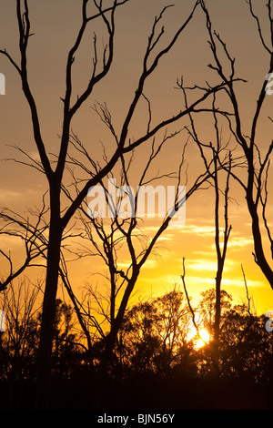 Red Gums on the Murray River in Australia, killed by the ongoing drought. Stock Photo