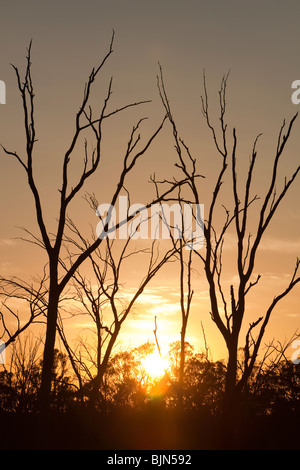 Red Gums on the Murray River in Australia, killed by the ongoing drought. Stock Photo