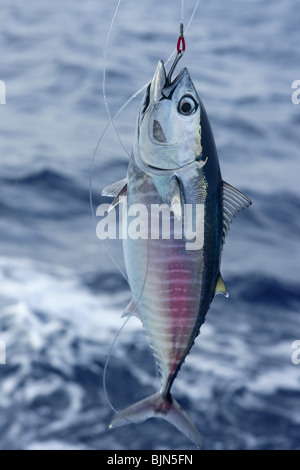 Blue fin bluefin tuna catch and release on Mediterranean Stock Photo