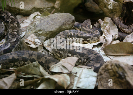 Dumeril's Boa, Acrantophis dumerili, Boidae (Boinae). Madagascar. Threatened Species of Snake. Stock Photo