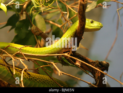 Eastern Green or Common Mamba, Dendroaspis angusticeps, Elapidae. Africa. Stock Photo