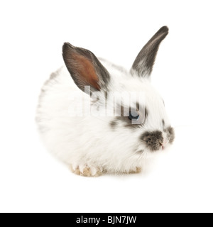rabbit isolated on white background Stock Photo