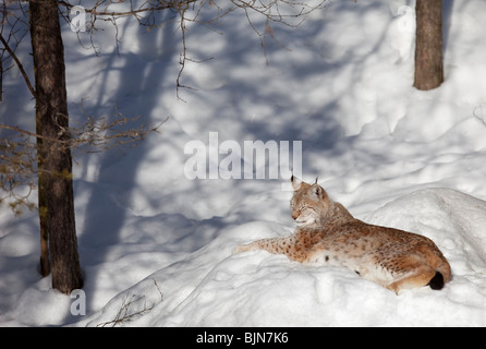 European ( Eurasian ) lynx ( Lynx Lynx )  resting on snow at Winter , Finland Stock Photo