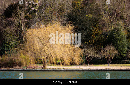 Spring sun lit weeping willlow on the River Thames in the Chiltern Hills Oxfordshire England UK Stock Photo