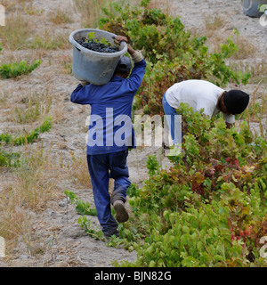 Portrait of an African casual worker carrying a bucket of harvested Cabernet grapes at Stonewall Wines in the Stellenbosch wine Stock Photo