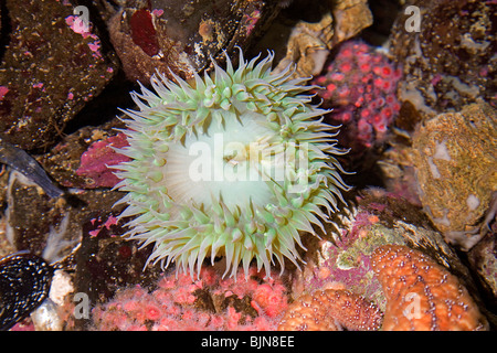 Pacific sea anemones, Anthopleura xanthogrammica, in the Pacific tidal pools near Newport, Oregon Stock Photo