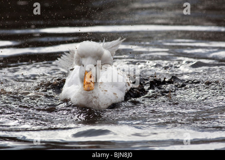 White Crested Duck having a wash in muddy water Stock Photo