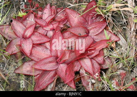 Chapman's Butterwort (Pinguicula planifolia), seepage bog, Gulf coastal plain, Longleaf Pine ecosystem, SE USA, by Dembinsky Photo Assoc Stock Photo