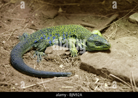 Ocellated Lizard, Jewelled Lizard or Eyed Lizard, Timon lepidus (Lacerta lepida), Lacertidae, South France, Spain, North Africa. Stock Photo