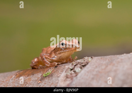 Spring Peeper Dangle Spring Peeper (Pseudacris crucifer) Amphibia Stock Photo - Alamy