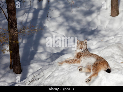 European ( Eurasian ) lynx ( Lynx Lynx )  resting on snow at Winter , Finland Stock Photo