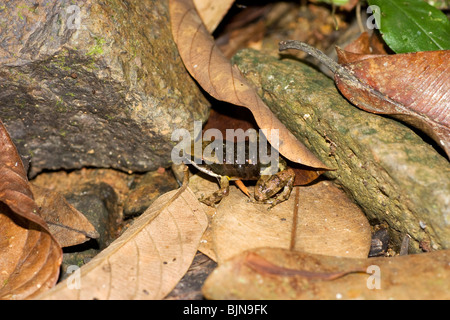 Talamancan Striped Frog, Allobates talamancae transporting tadpoles on back Stock Photo