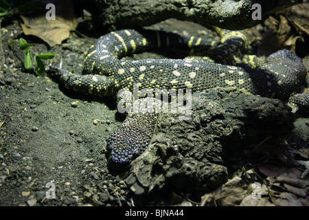 Pair of Rio Fuerte Beaded Lizards, Heloderma horridum exasperatum, Helodermatidae, Mexico and Guatamala, Central America. Stock Photo
