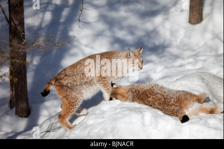 Two European ( Eurasian ) lynxes ( Lynx Lynx )  together at Winter , Finland Stock Photo