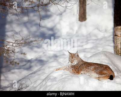 European ( Eurasian ) lynx ( Lynx Lynx )  resting on snow at Winter , Finland Stock Photo