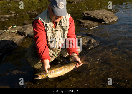 New Brunswick, Canada, Miramichi River fishing guide Rodney Colford releases a fly caught Atlantic salmon. Stock Photo