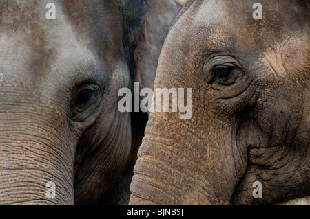 Two Indian elephants closeup Stock Photo
