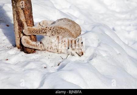 European ( Eurasian ) lynx ( Lynx Lynx )  sharpening claws on tree at Winter , Finland Stock Photo