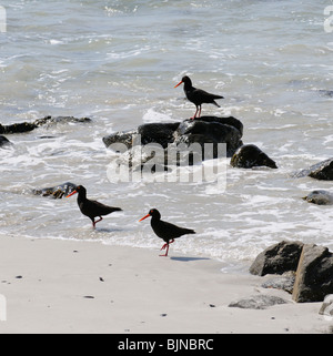 African Black Oyster Catchers on the waters edge at Yzerfontein on the west coast of South Africa Stock Photo
