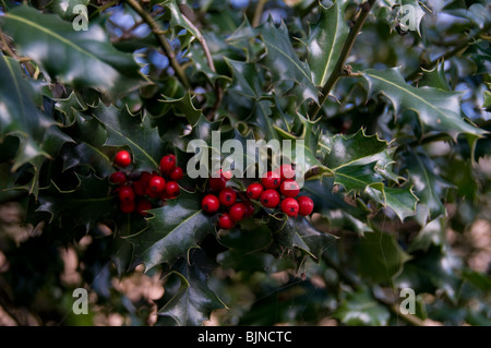 Set Christmas plant holly with red silk ribbon bow isolated on