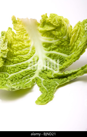 Abstract view of green Cabbage Leaf from low viewpoint against white background. Stock Photo