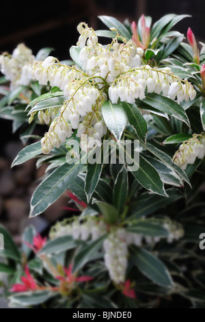 Close up of Japanese Pieris: pieris japonica or havila (cultivar flaming sliver) also known as lily of the valley shrub Stock Photo