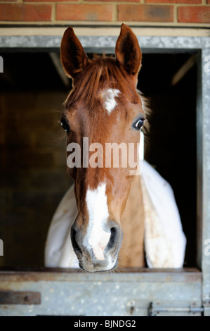 Racing horse looking out from its stable