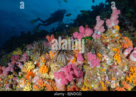 Soft coral and sea urchins in the Similan Islands, Andaman Sea Stock Photo