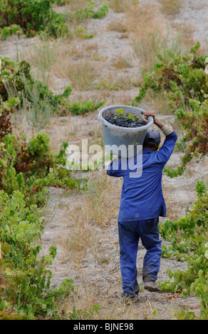 Portrait of an African casual worker carrying a bucket of harvested Cabernet grapes at Stonewall Wines Stellenbosch ZA Stock Photo