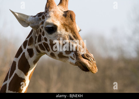 Giraffe enjoying one of the first warm days o the year, March 21st 2010, Beauval Zoo. Stock Photo