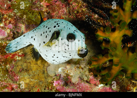 Black spotted puffer fish in the Similan Islands, Andaman Sea Stock Photo