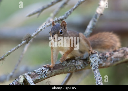 Red Squirrel (Tamiasciurus hudsonicus) Stock Photo