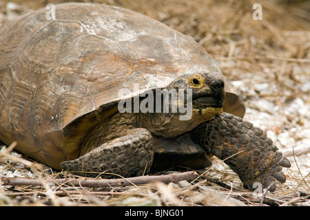 Gopher Tortoise - Sanibel Island, Florida  USA Stock Photo