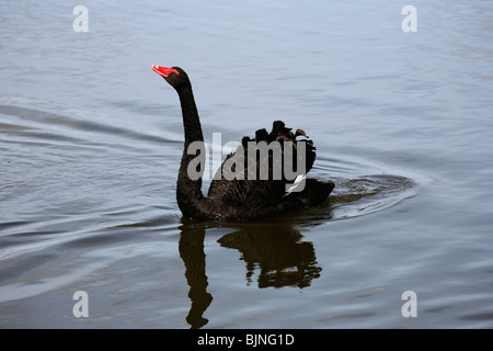 Black Swan on River Thurne, Martham, Norfolk Broads, England Stock Photo