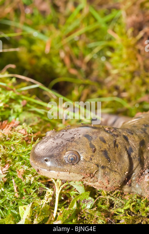 Tiger salamander, Ambystoma tigrinum, USA Stock Photo