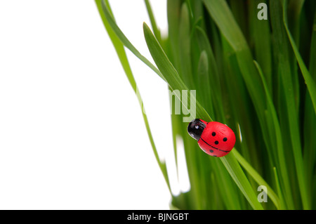 Ladybird on blades of grass isolated on the white background. Stock Photo