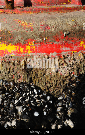 Detail of port hand channel buoy showing barnacles out of the water on the quayside at Kirkcudbright Harbour, SW Scotland Stock Photo