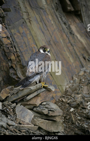 Peregrine Falcon  Falco peregrinus sat on rocks on a cliff (c) Stock Photo