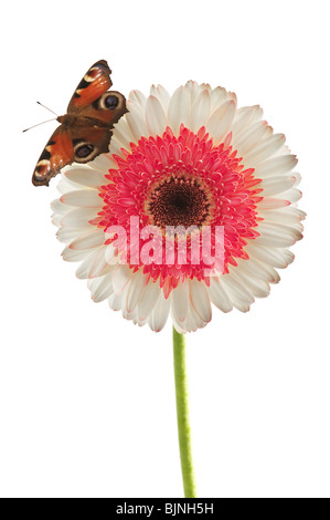 orange butterfly on on pink gerbera Stock Photo