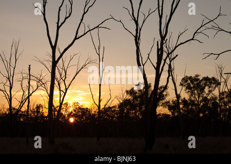 Red Gums on the Murray River in Australia, killed by the ongoing drought. Stock Photo
