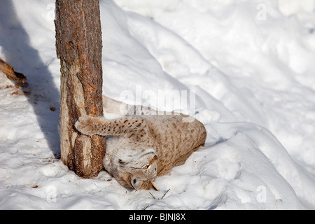 European ( Eurasian ) lynx ( Lynx Lynx )  sharpening claws on tree at Winter , Finland Stock Photo