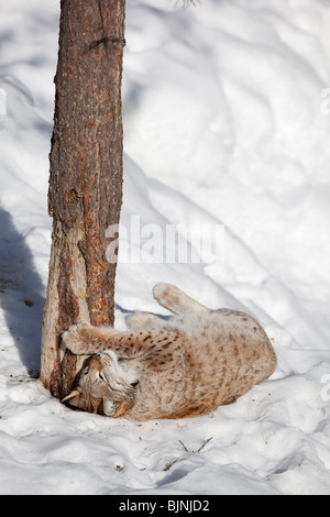 European ( Eurasian ) lynx ( Lynx Lynx )  sharpening claws on tree at Winter , Finland Stock Photo