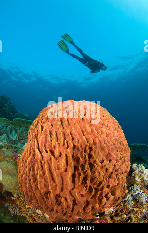 Scuba Diver over barrel sponge on tropical coral reef, Komodo National Park, Indonesia Stock Photo