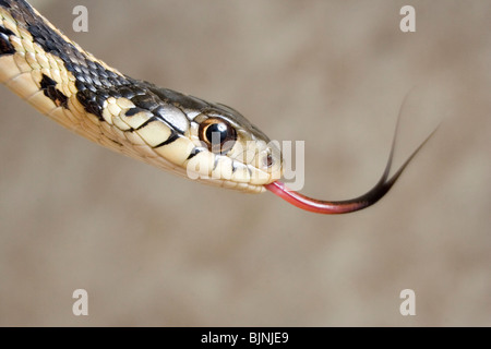 Eastern gater snake (Thamnophis sauritius). Stock Photo