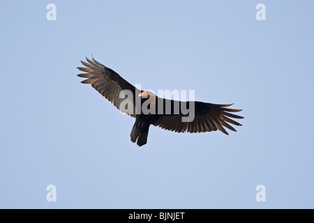 Turkey Vulture flying Stock Photo